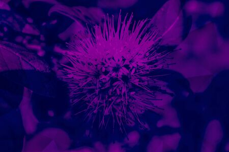 Beautiful abstract textures close up color red purple and pink flowers on the black and darkness...