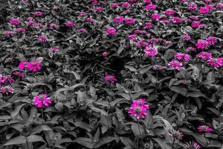 Beautiful abstract textures close up color red purple and pink flowers on the black and darkness isolated background and wallpaperの写真素材