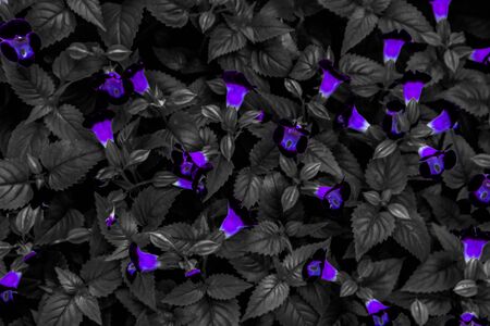 Beautiful abstract textures close up color red purple and pink flowers on the black and darkness isolated background and wallpaperの写真素材