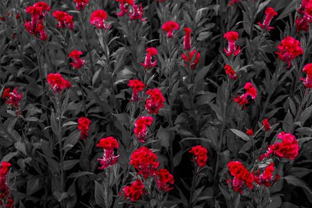 Beautiful abstract textures close up color red purple and pink flowers on the black and darkness isolated background and wallpaperの写真素材