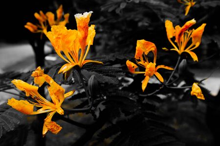 Beautiful abstract textures close up color orange and yellow flower on the black and darkness isolated background and wallpaperの写真素材