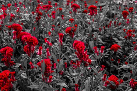 Beautiful abstract textures close up color red purple and pink flowers on the black and darkness...
