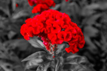Beautiful abstract textures close up color red purple and pink flowers on the black and darkness...