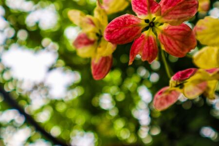 Beautiful abstract texture color red purple and pink flowers trees plants and forest landscape in the public nature green city parks and gardensの写真素材