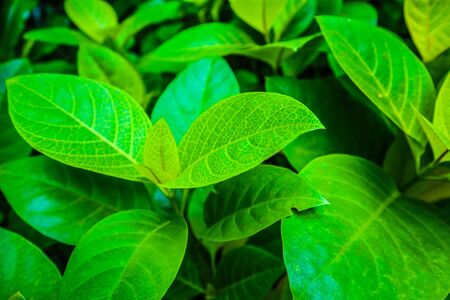 Beautiful abstract texture color yellow and green leaves pattern background and wallpaper in the gardensの写真素材