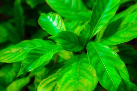 Beautiful abstract texture color yellow and green leaves pattern background and wallpaper in the...