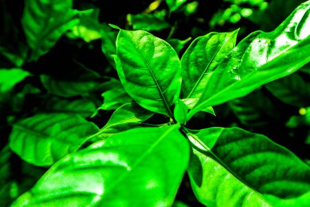 Beautiful abstract texture color yellow and green leaves pattern background and wallpaper in the...