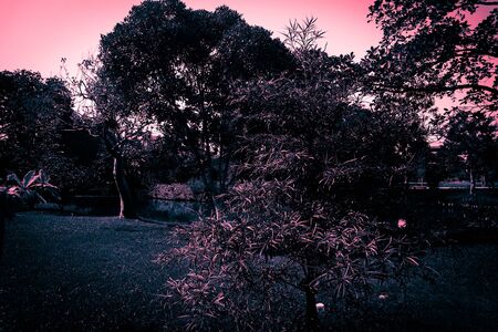 Beautiful abstract texture color pink white and black tree plant forest landscape on the darkness and background and wallpaperの写真素材