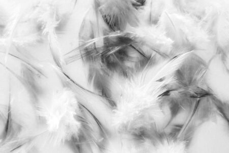 Beautiful abstract texture close up color black and white feathers background and wallpaper