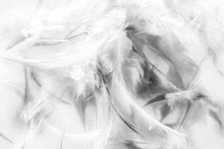 Beautiful abstract texture close up color black and white feathers background and wallpaper