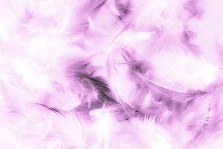 Beautiful abstract texture close up color white purple and pink feathers background and wallpaperの写真素材