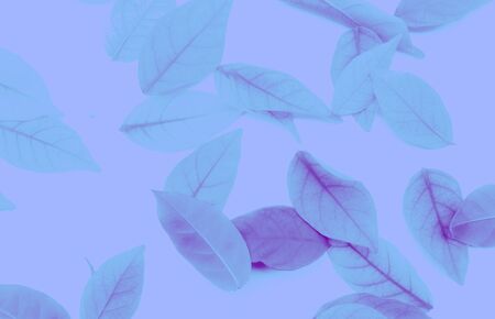 Beautiful abstract texture color white pink and purple leaves isolated on the white background and wallpaperの写真素材