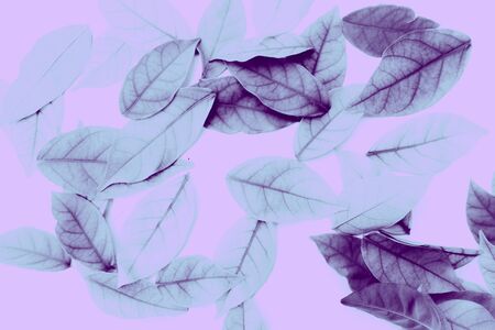 Beautiful abstract texture color white pink and purple leaves isolated on the white background and...