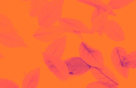Beautiful abstract texture colorful yellow and orange leaves isolated on the orange background and...