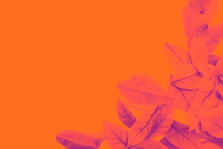 Beautiful abstract texture colorful yellow and orange leaves isolated on the orange background and...