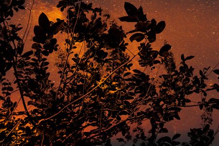 Beautiful abstract texture colorful orange black and white tree plant forest landscape on the...