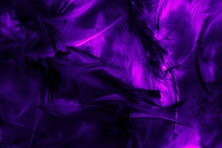 Beautiful abstract texture close up colorful black purple feather and pink feathers background pattern and wallpaperの写真素材