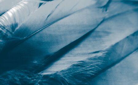 Beautiful abstract pink and purple feathers on darkness background and colorful soft white blue feather texture patternの写真素材