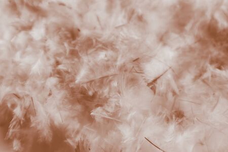 Beautiful abstract white and brown feathers on darkness background and colorful soft brown white feather texture patternの写真素材