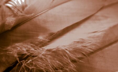 Beautiful abstract white and brown feathers on darkness background and colorful soft brown white feather texture patternの写真素材