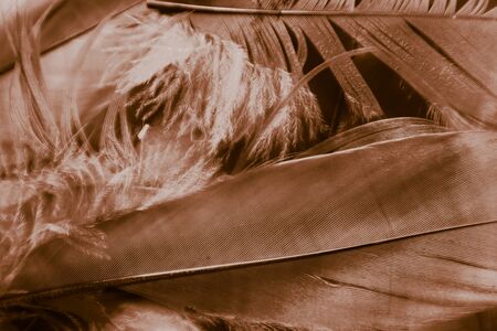 Beautiful abstract white and brown feathers on darkness background and colorful soft brown white feather texture patternの写真素材