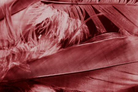 Beautiful abstract white and red feathers on darkness background and colorful soft light red and white feather texture patternの写真素材