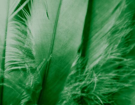 Beautiful abstract white and green feathers on darkness background and colorful soft light green and white feather texture patternの写真素材