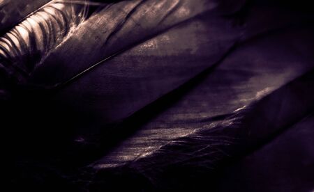 Beautiful abstract blue and purple feathers on darkness background and colorful soft white pink...