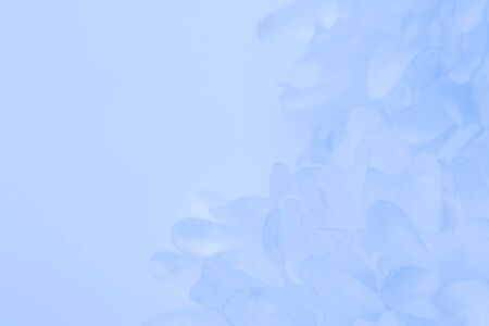 Beautiful abstract color purple and blue flowers on white background and white flower frame and purple leaves texture, light blue background, colorful banner happy valentineの写真素材