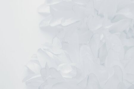 Beautiful abstract color gray and white flowers on white background and pink flower frame and purple leaves texture, light blue background, colorful banner happy valentineの写真素材