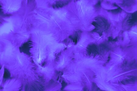 Beautiful abstract colorful gray and purple feathers on white background and soft white feather texture on white pattern and purple background, colorful feather, purple bannersの写真素材