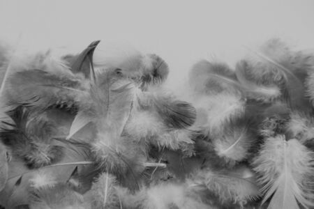 Beautiful abstract colorful black and white feathers on white background and soft gray feather texture on white pattern and gray background. black feather textureの写真素材