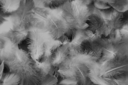 Beautiful abstract colorful black and white feathers on white background and soft gray feather...