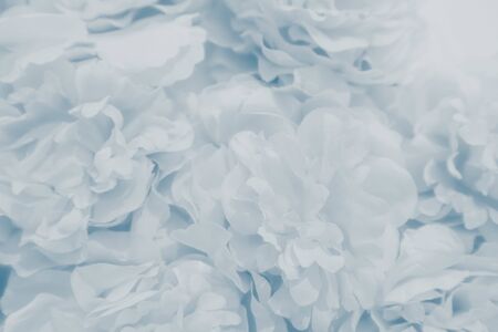 Beautiful abstract color purple and blue flowers on white background and white flower frame and...