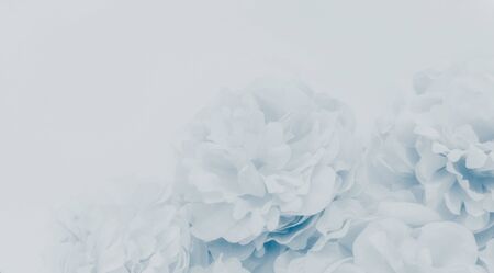 Beautiful abstract color purple and blue flowers on white background and white flower frame and purple leaves texture, light blue background, colorful banner happy valentineの写真素材