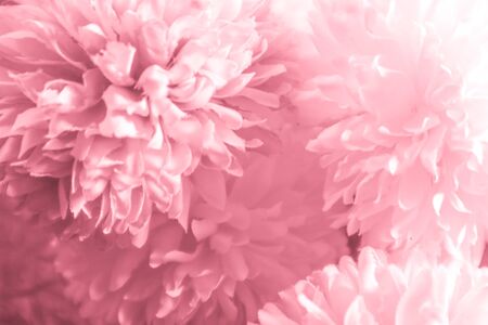Beautiful abstract color orange pink flowers on white background and purple graphic white flower frame and pink leaves texture, pink background, colorful orange graphics bannerの写真素材