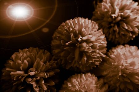 Beautiful abstract color black and yellow flowers on black background and gold flower frame and brown leaves texture, dark background, orange and gold love banner, brown and dark backgroundの写真素材