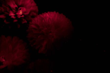 Beautiful abstract color pink and red flowers graphic on isolated white background and light black and pink flower frame and pink leaves texture, white background, red banner happyの写真素材