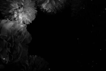 Beautiful abstract color dark and black flowers on black background and blue graphic white flower frame and dark leaves texture, dark background, colorful graphics bannerの写真素材