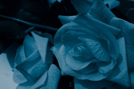 Beautiful abstract color black and blue flowers on white background, white graphic white flower...