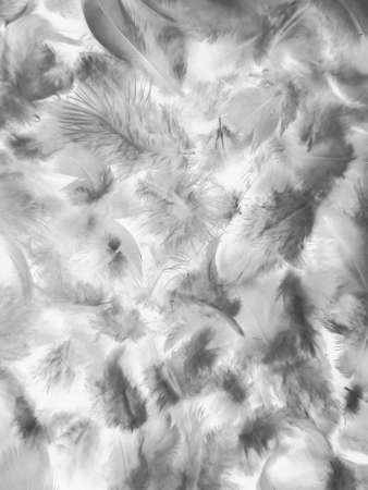 Beautiful abstract black feathers on white background and soft white feather texture on white pattern and dark background, gray feather background, black bannersの写真素材