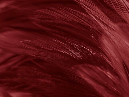 Beautiful abstract white and red feathers on white background and soft white feather texture on red pattern and red background, pink feather background , white bannersの写真素材