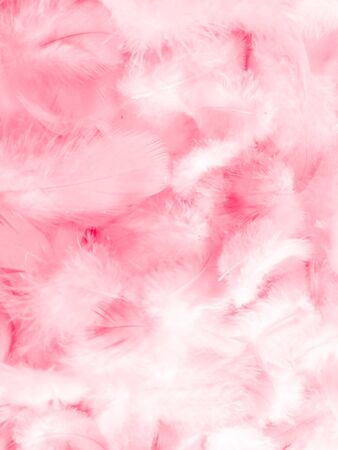 Beautiful abstract white and pink feathers on white background and soft white feather texture on pink  pattern and pink background, feather background, pink bannersの写真素材