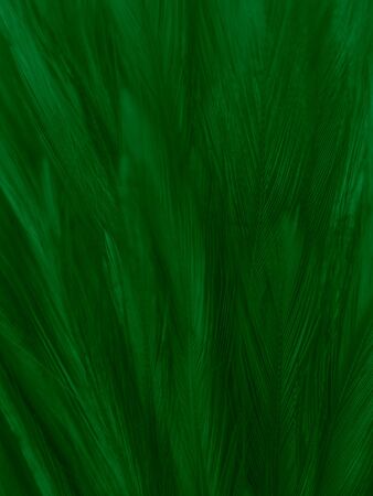 Beautiful abstract white and green feathers on white background and soft white feather texture on white pattern and green background, feather background , green bannersの写真素材
