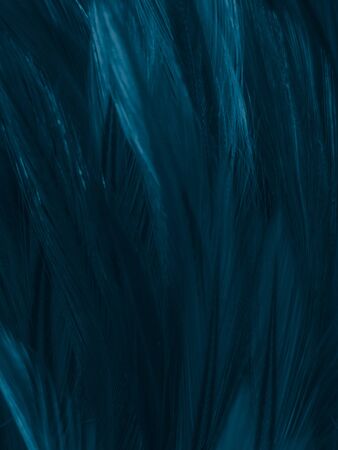 Beautiful abstract colorful white and blue feathers on white background and soft white feather texture on blue pattern and blue background, feather background, blue bannersの写真素材