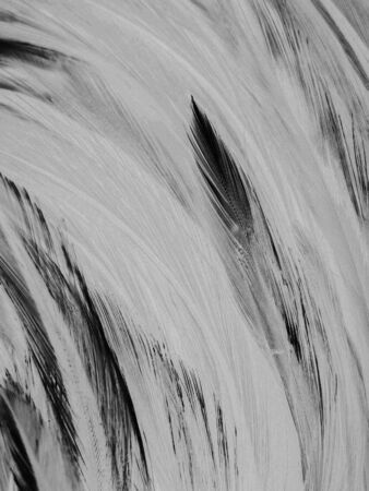 Beautiful abstract white and black feathers on white background and soft white feather texture on white pattern and dark background, gray feather background, black bannersの写真素材