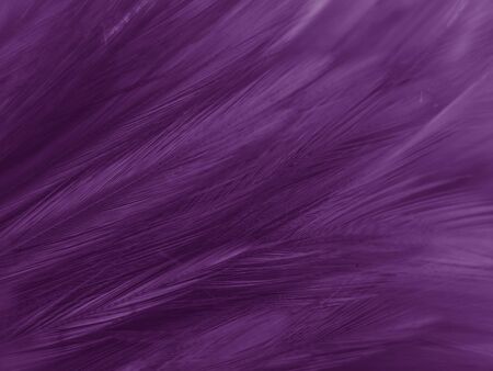 Beautiful abstract white and purple feathers on white background and soft white feather texture on white pattern and purple background, feather pink background , purple bannersの写真素材