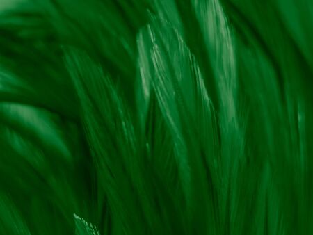 Beautiful abstract white and green feathers on white background and soft white feather texture on white pattern and green background, feather background , green bannersの写真素材