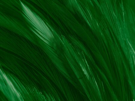 Beautiful abstract white and green feathers on white background and soft white feather texture on white pattern and green background, feather background , green bannersの写真素材
