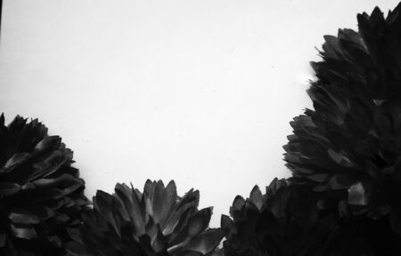 Beautiful abstract color black flowers on white background and blue graphic white flower frame and dark leaves texture, dark background, colorful graphics banner, white leaves, black leavesの写真素材